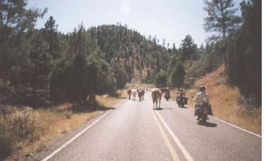 P vej mod Gila Mountains, New Mexico